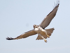 Buteo jamaicensis harlani