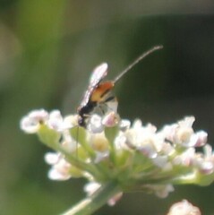 Atanycolus denigrator