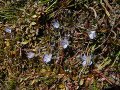 Veronica lilliputiana