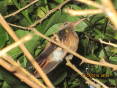 Amazilia yucatanensis