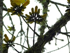 Handroanthus chrysanthus