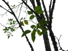 Handroanthus chrysanthus