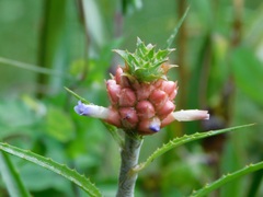 Ananas comosus microstachys