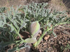 Ferula