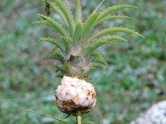 Ananas comosus microstachys
