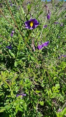 Solanum parishii