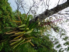 Tillandsia fendleri