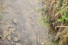 Callitriche cophocarpa