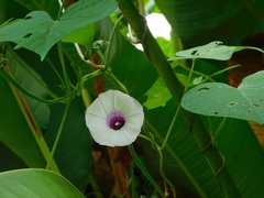 Ipomoea batatas