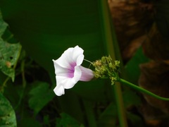 Ipomoea batatas