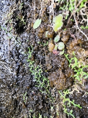 Nostoc commune