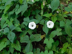 Ipomoea batatas