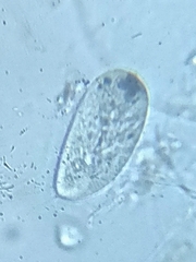 Paramecium