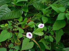 Ipomoea batatas