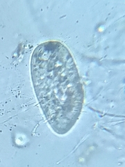 Paramecium