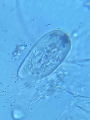 Paramecium