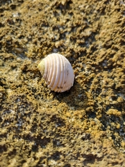 Nerita plicata