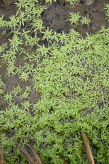 Callitriche cophocarpa