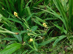 Trimezia steyermarkii