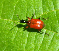 Apoderus