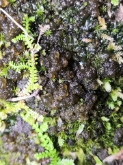Nostoc commune