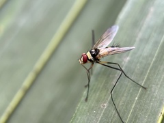 Cholomyia