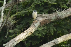 Nycticorax nycticorax