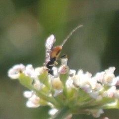 Atanycolus denigrator