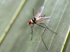 Cholomyia