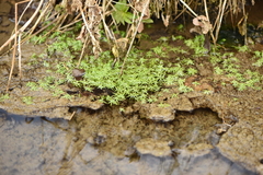 Callitriche cophocarpa