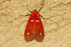 Hyperthaema sanguineata