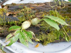 Catasetinae