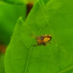 Eriophora ravilla