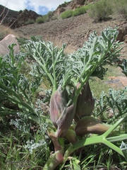 Ferula