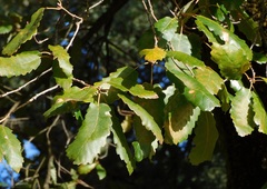 Quercus canariensis