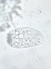 Paramecium
