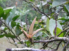 Trizeuxis falcata