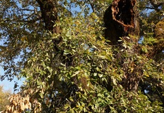 Quercus canariensis