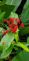 Ixora coccinea