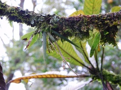 Trizeuxis falcata