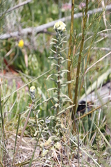 Helichrysum foetidum