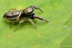 Sassacus