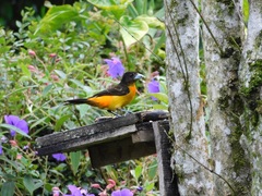 Ramphocelus flammigerus flammigerus