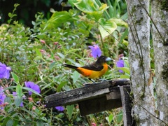 Ramphocelus flammigerus flammigerus