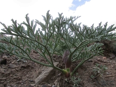 Ferula