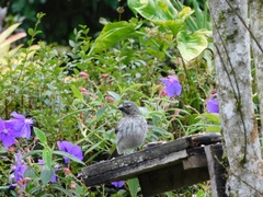 Saltator striatipectus