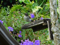 Saltator striatipectus