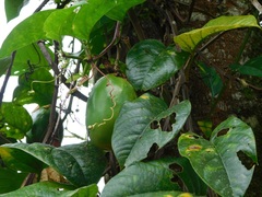 Passiflora alata