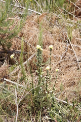 Helichrysum foetidum