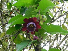 Passiflora alata